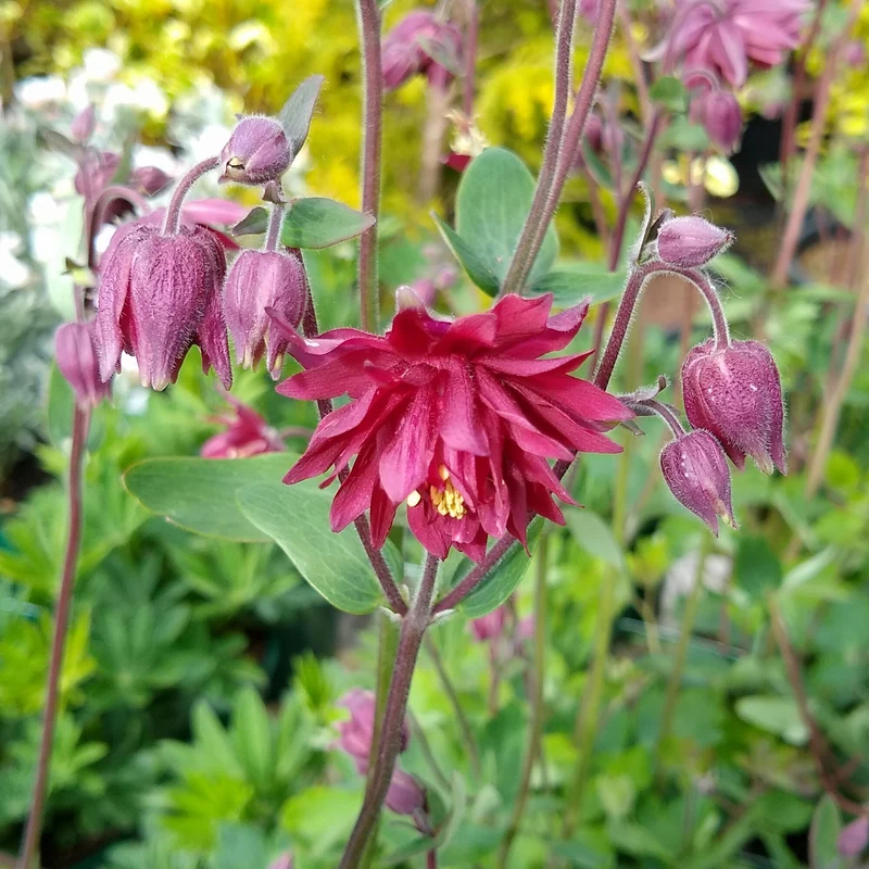 Ancolie vulgaris Ruby Port