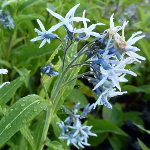 Étoile bleue