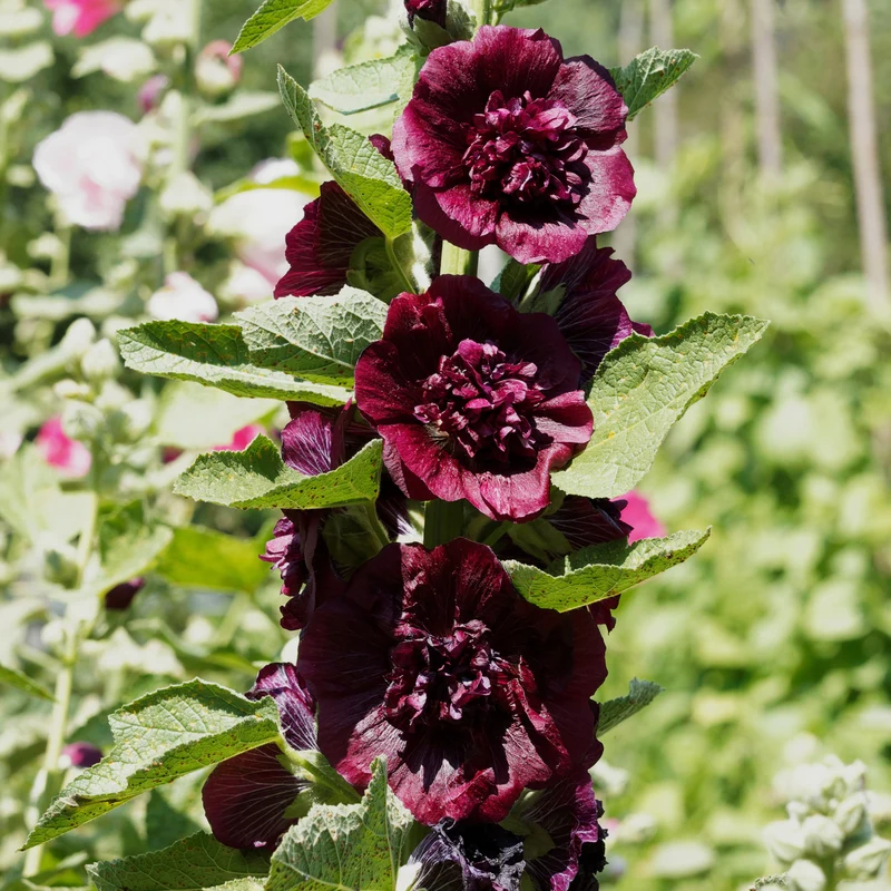 Rose trémière double Brun châtaigne