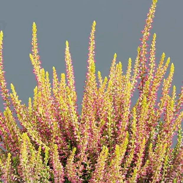 Bruyère d'été Golden Angie