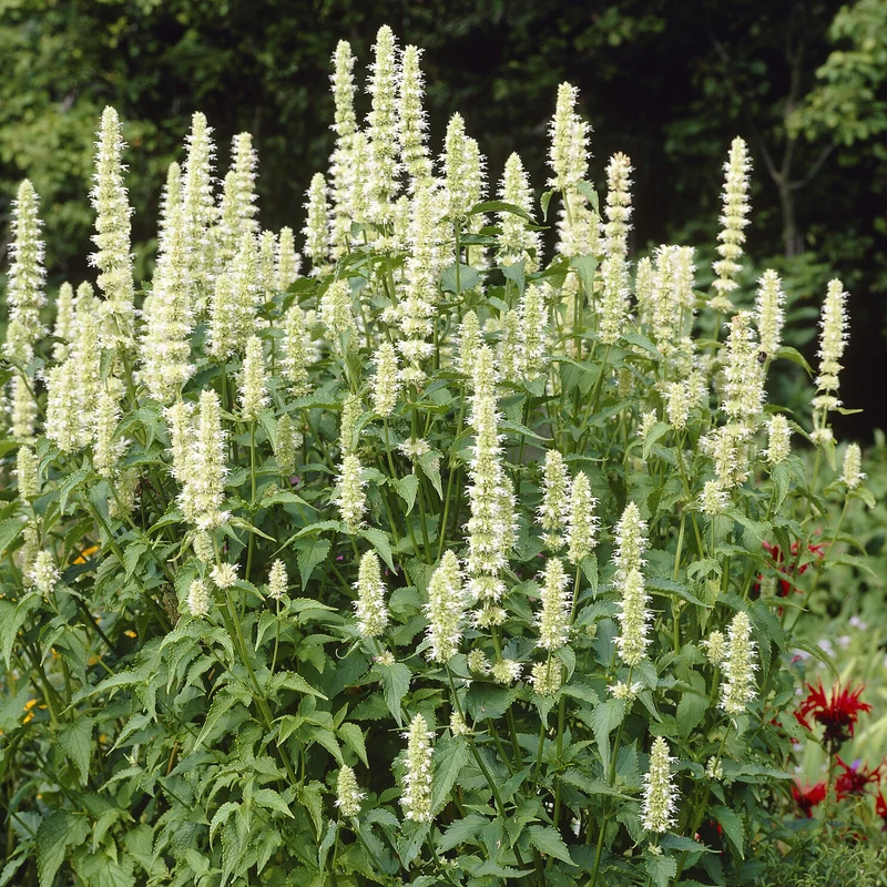 Agastache rugosa AlabAster