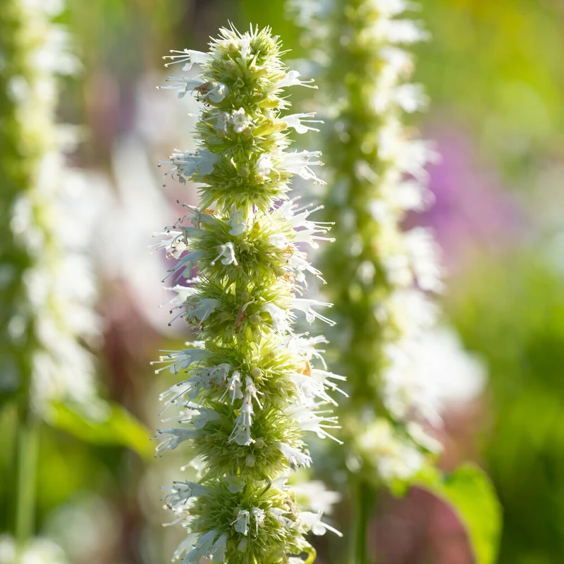 Agastache rugosa AlabAster