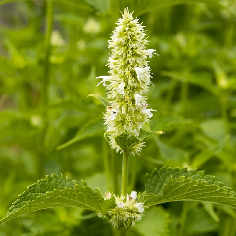 Agastache rugosa AlabAster