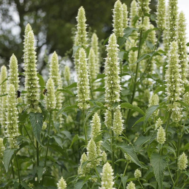 Agastache rugosa AlabAster