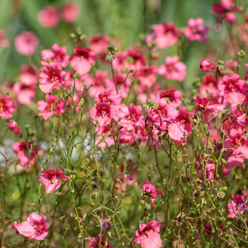Diascie rose vif