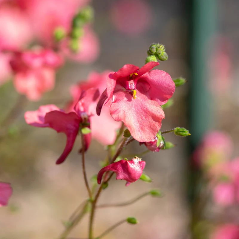 Diascie rose vif