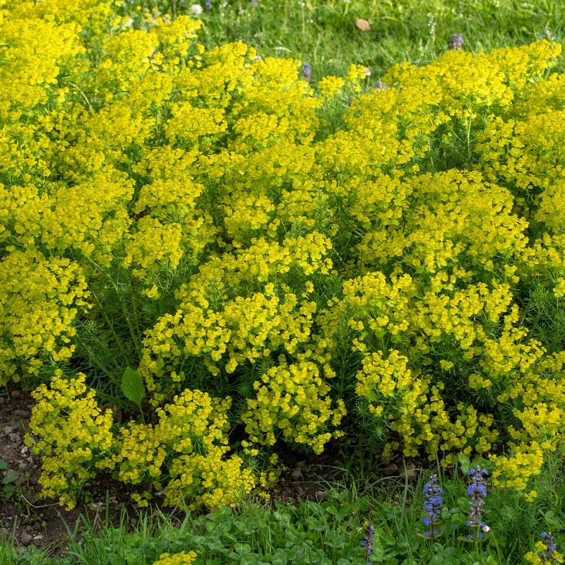 Euphorbe petit-cyprès