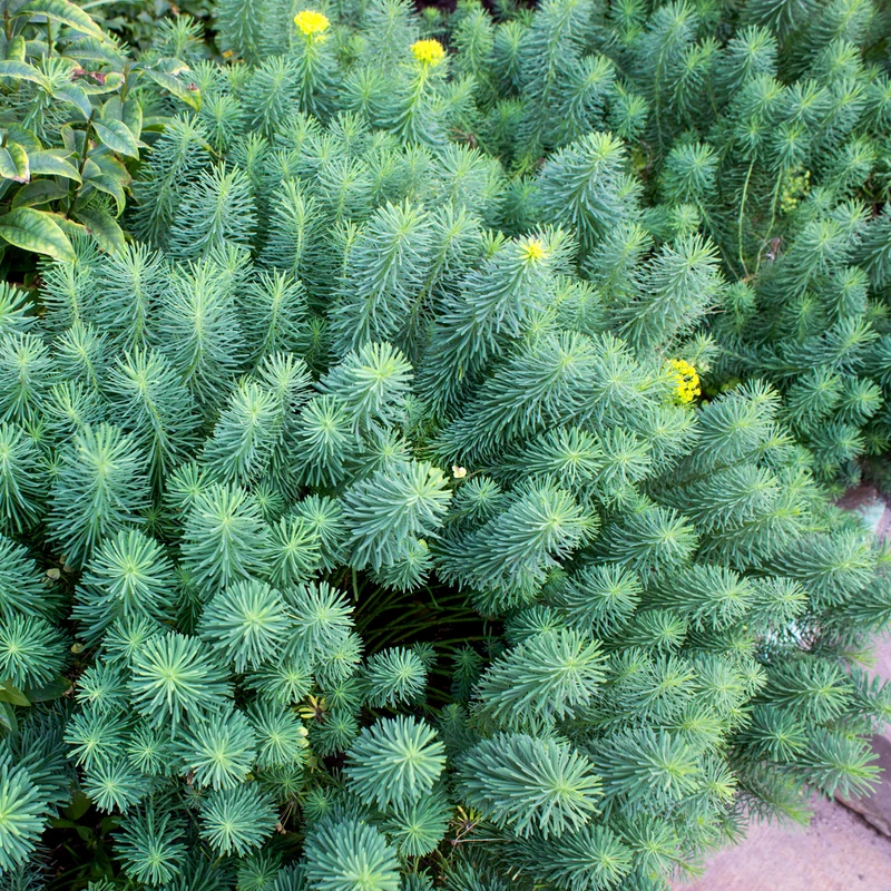 Euphorbe petit-cyprès
