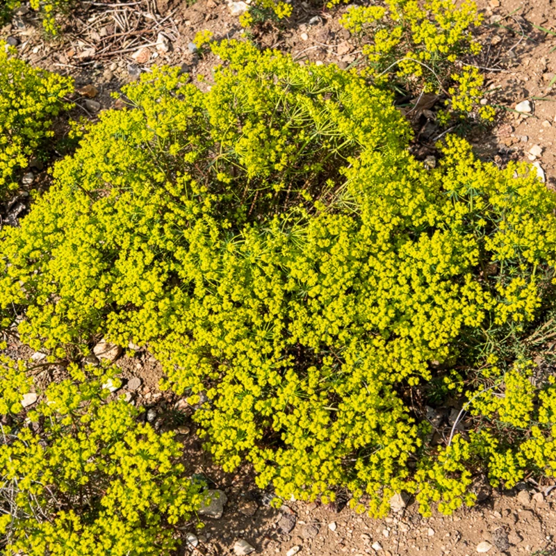 Euphorbe petit-cyprès