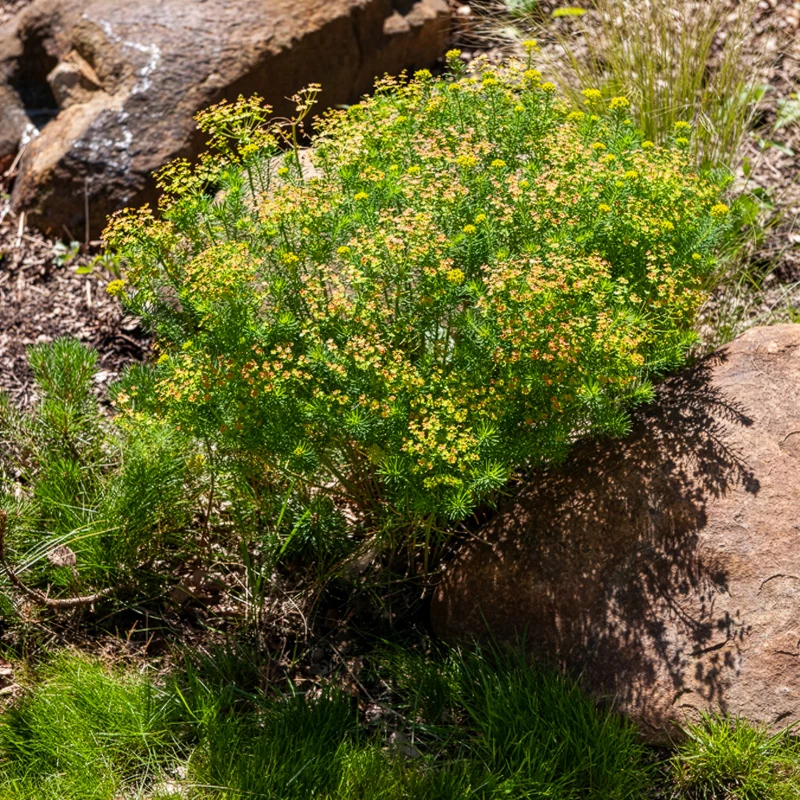 Euphorbe petit-cyprès