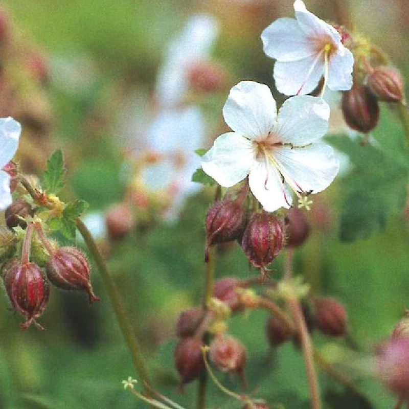 Géraniums vivaces Spessart