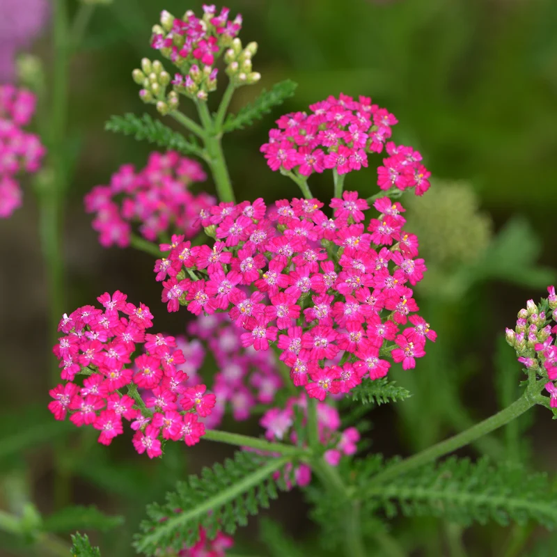 Achillée millefeuille Cerise Queen