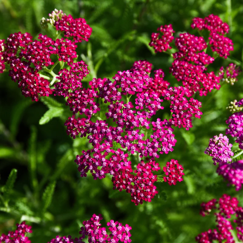 Achillée millefeuille Cerise Queen