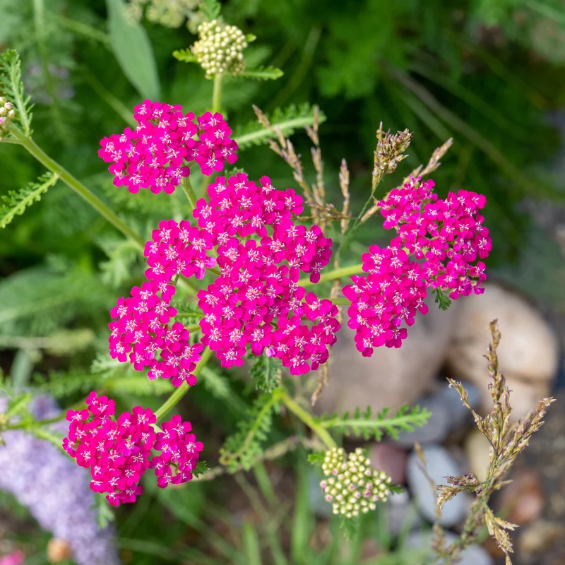 Achillée millefeuille Cerise Queen