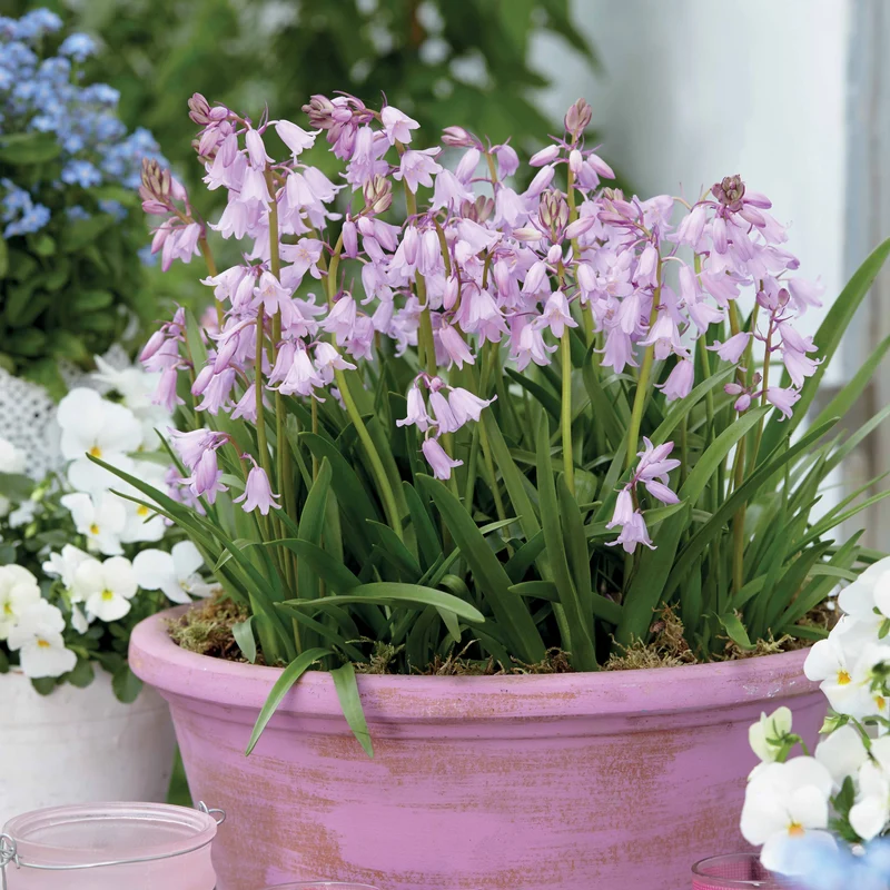 10 Jacinthes des bois - Scilla