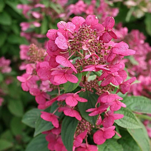 Hortensia paniculé Magical ® Fire