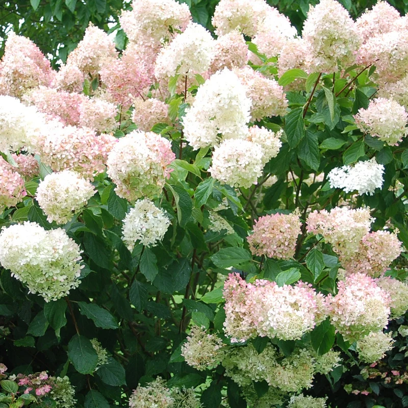 Hortensia paniculé Phantom