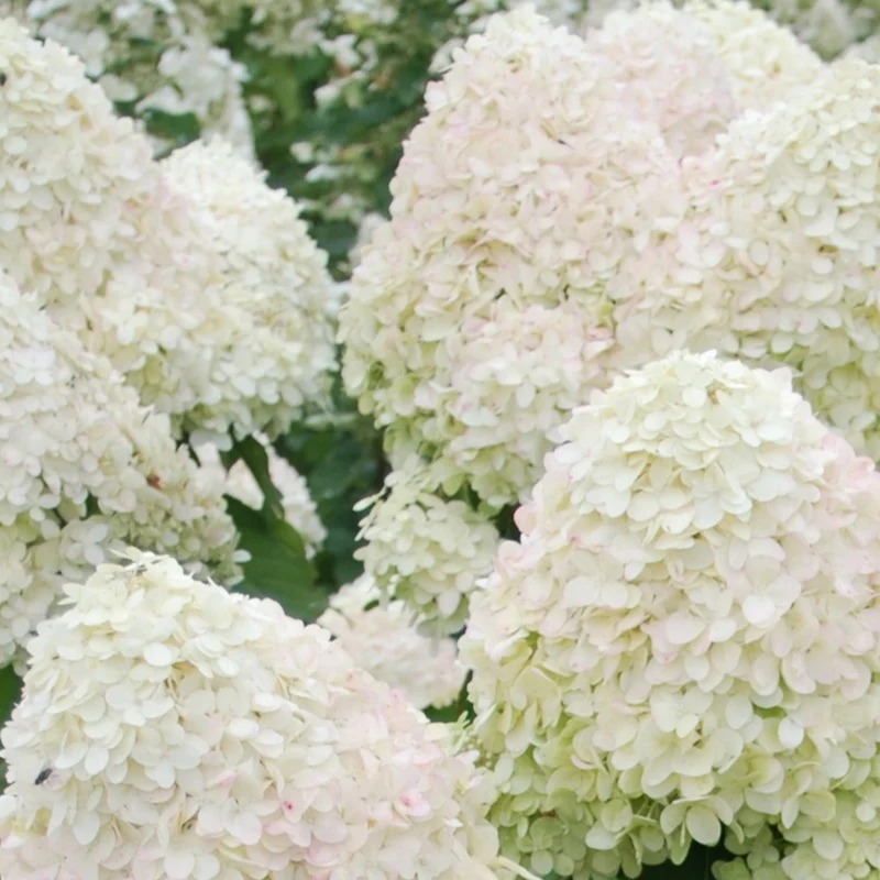 Hortensia paniculé Phantom