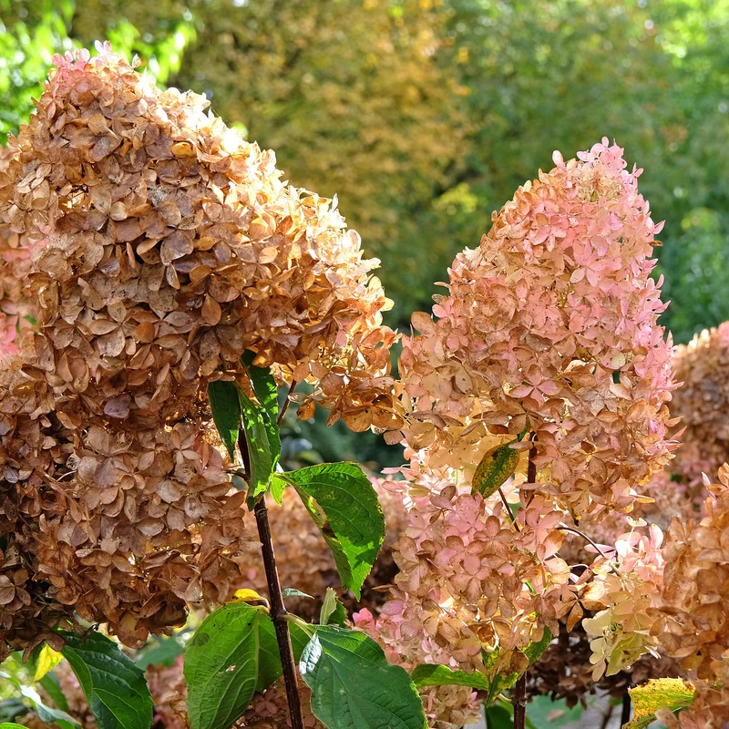 Hortensia paniculé Phantom