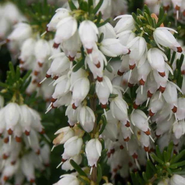 Bruyère d'hiver Springwood White