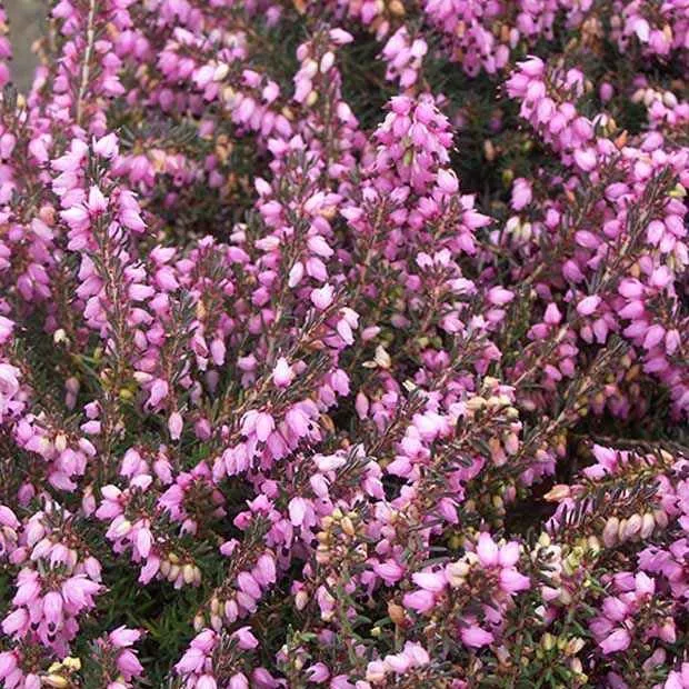 Bruyère d'hiver Spring Surprise