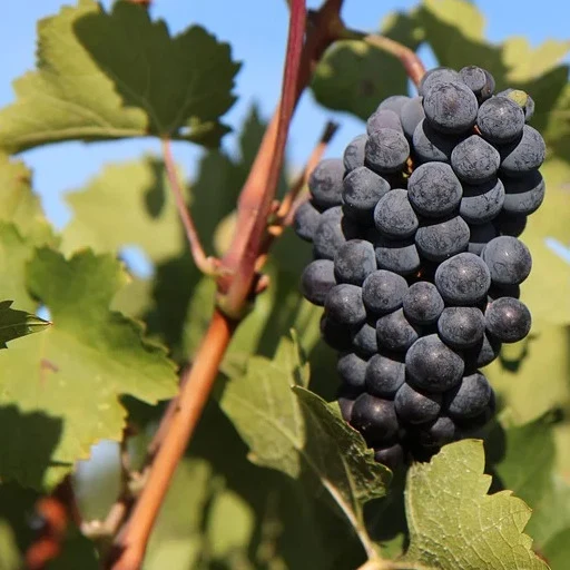 Vigne Merlot