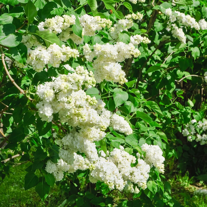 Lilas double blanc