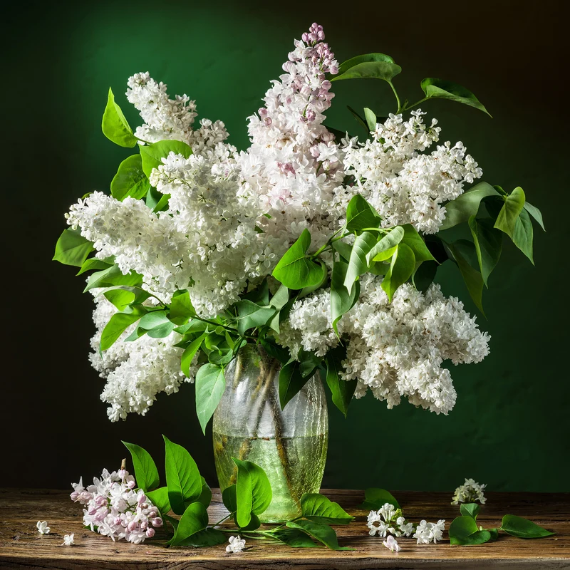 Lilas double blanc