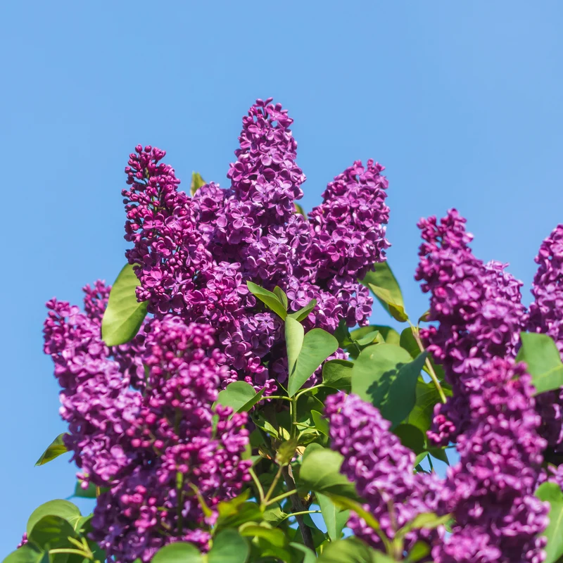 Lilas double rouge