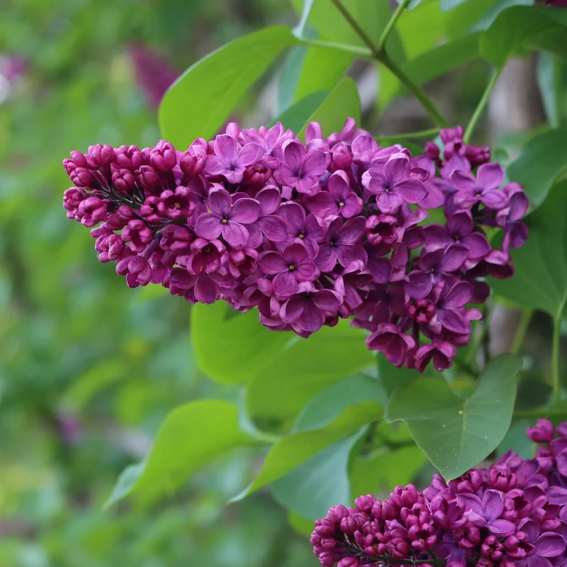 Lilas double rouge
