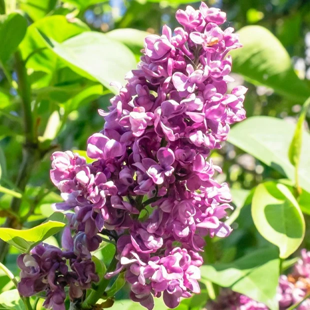 Lilas double rouge