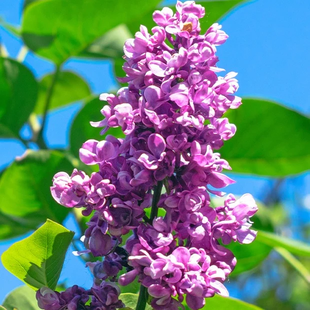 Lilas double rouge