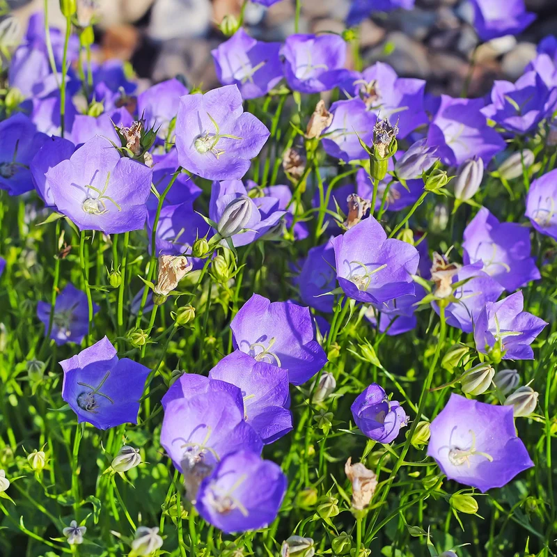 Campanule bleue des monts Carpathes vivace