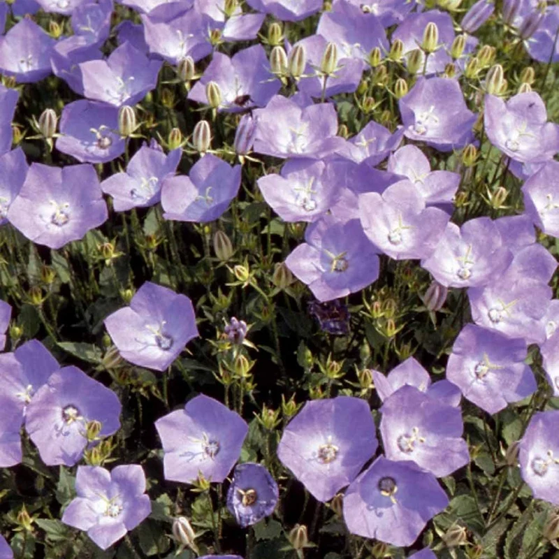 Campanule bleue des monts Carpathes vivace