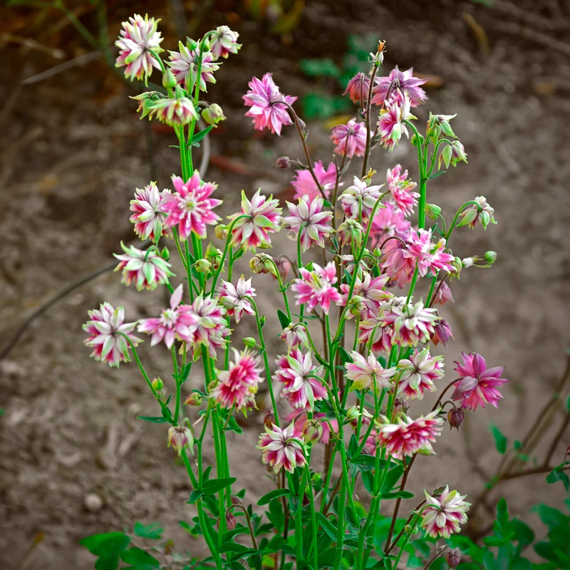 Ancolie des jardins Nora Barlow