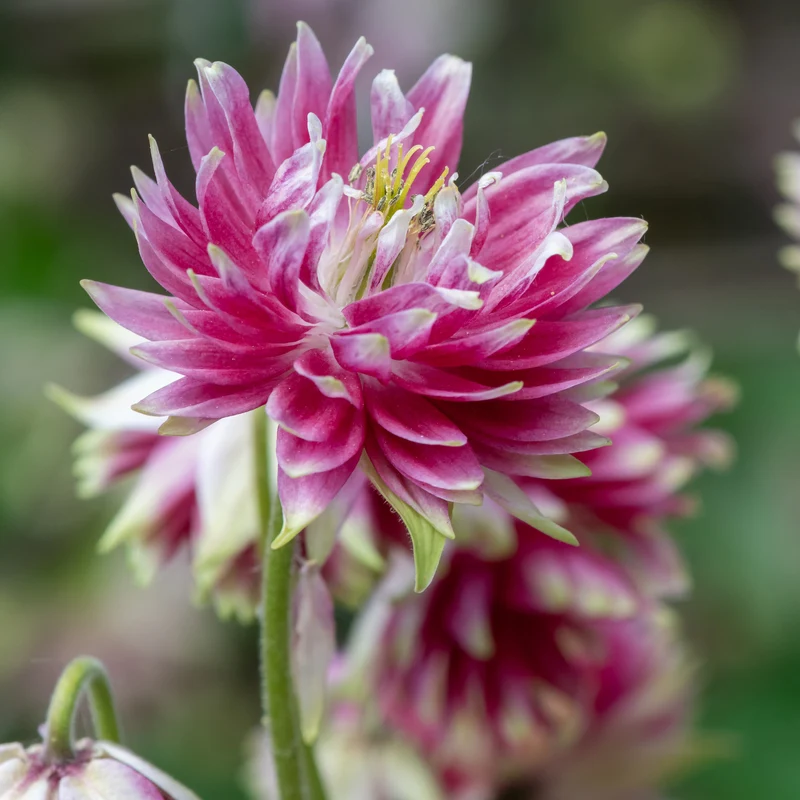 Ancolie des jardins Nora Barlow