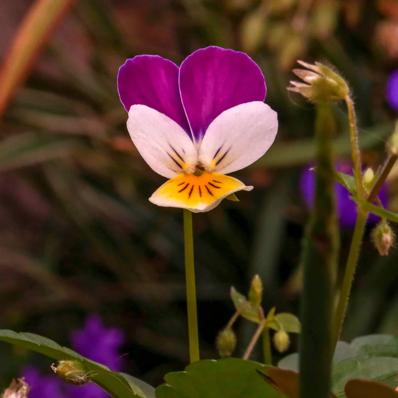 Violette cornue Helen Mount - Pensée