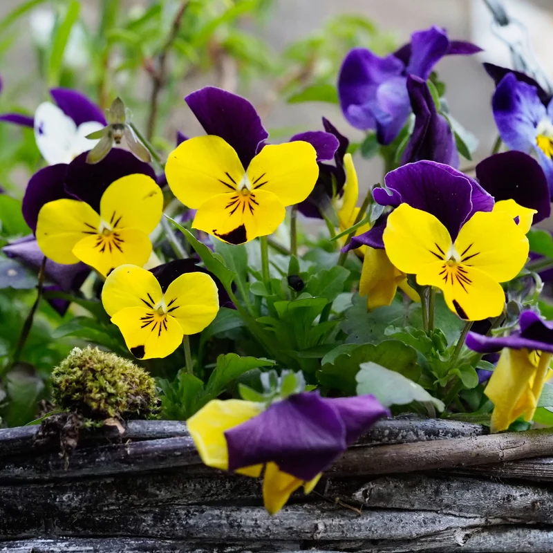 Violette cornue Helen Mount - Pensée