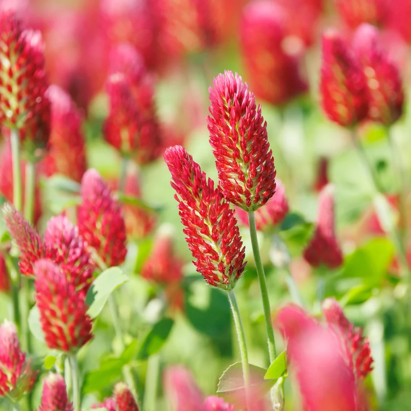 Trèfle rouge Bio