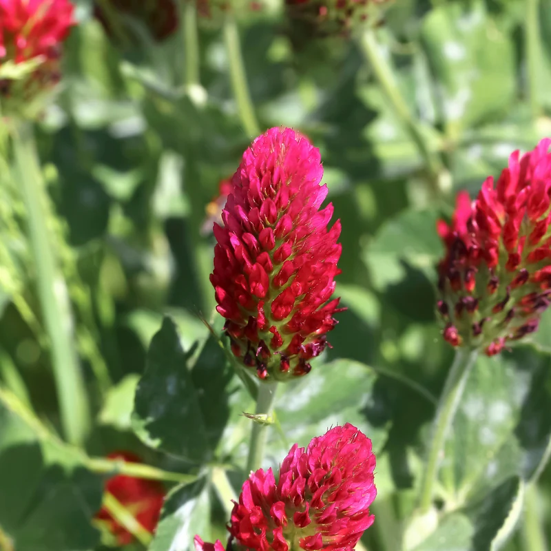 Trèfle rouge Bio
