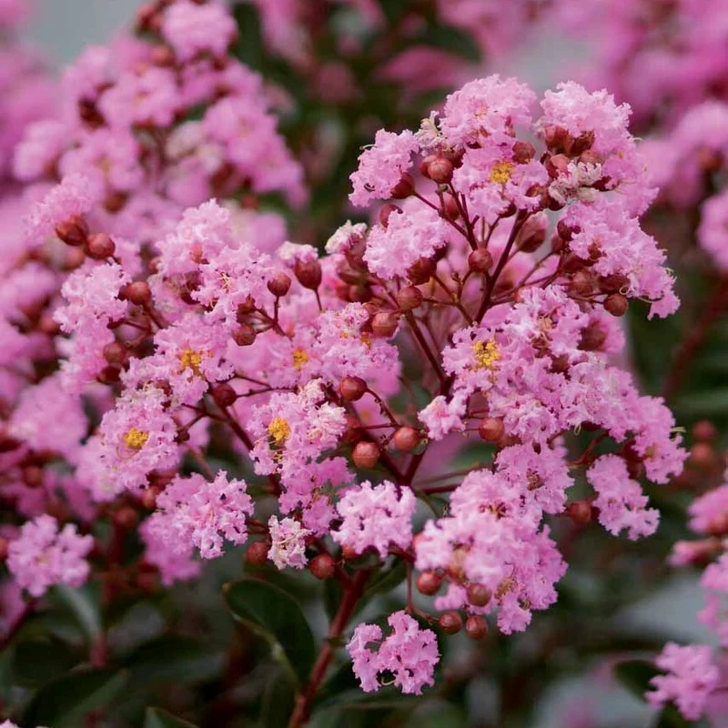 Lilas des indes Eveline