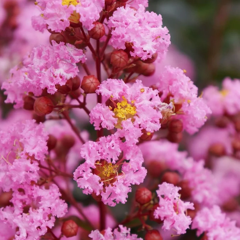 Lilas des indes Eveline