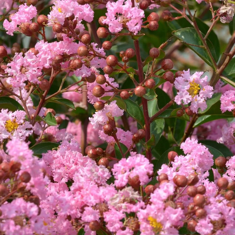 Lilas des indes Eveline