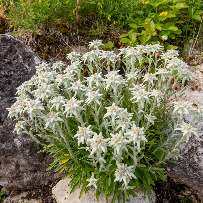 Edelweiss vivace