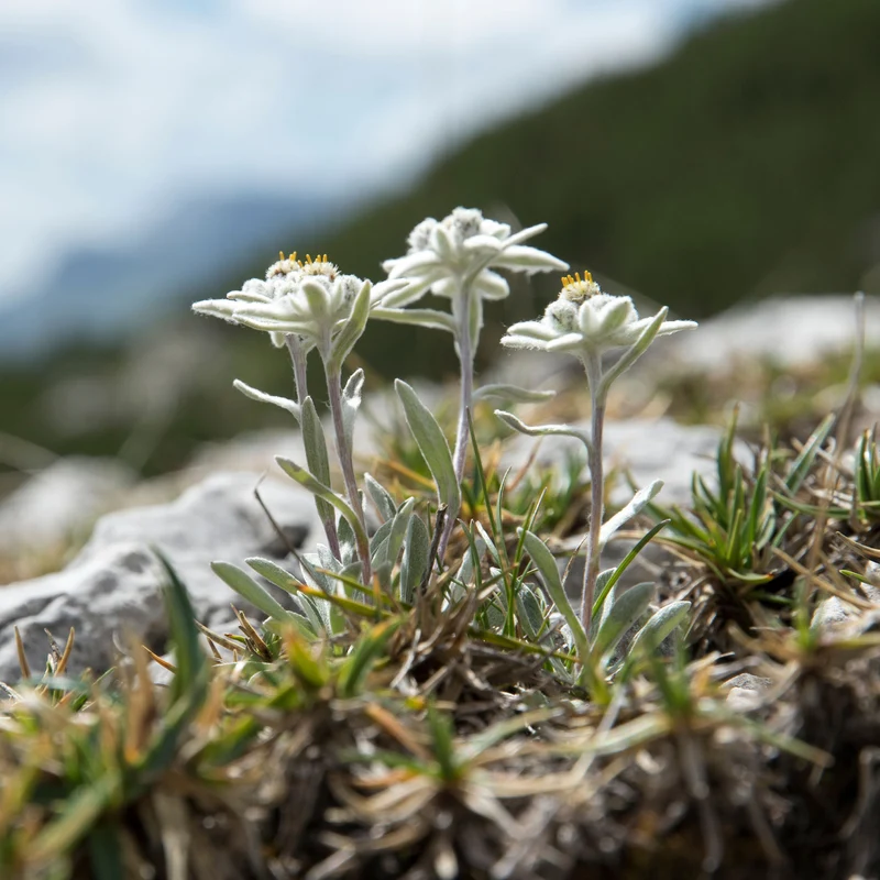 Edelweiss vivace