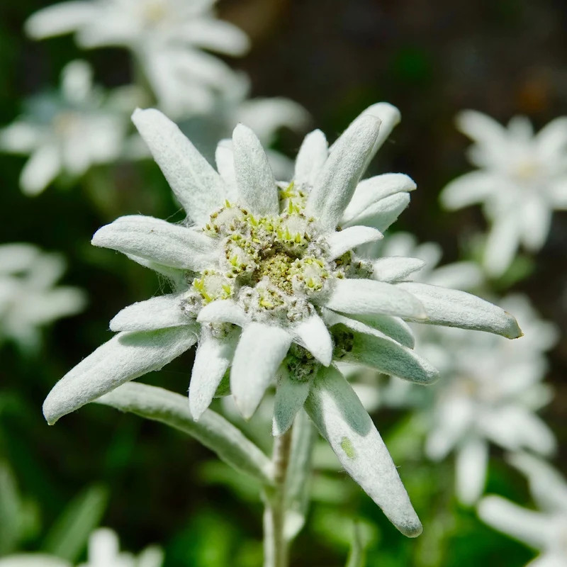 Edelweiss vivace
