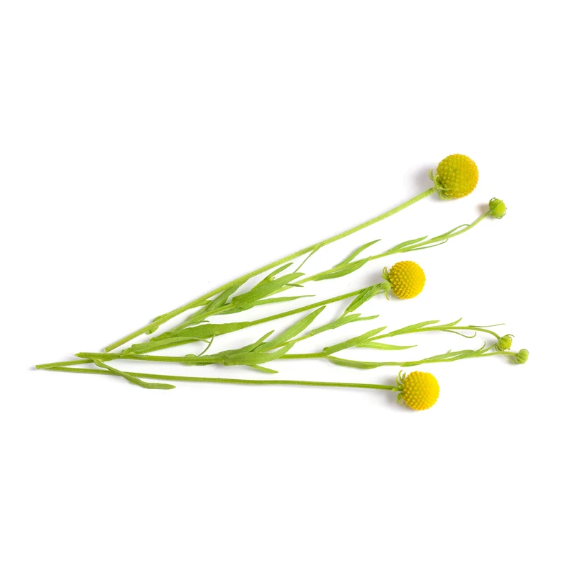 Cephalophora odorant Pineapples
