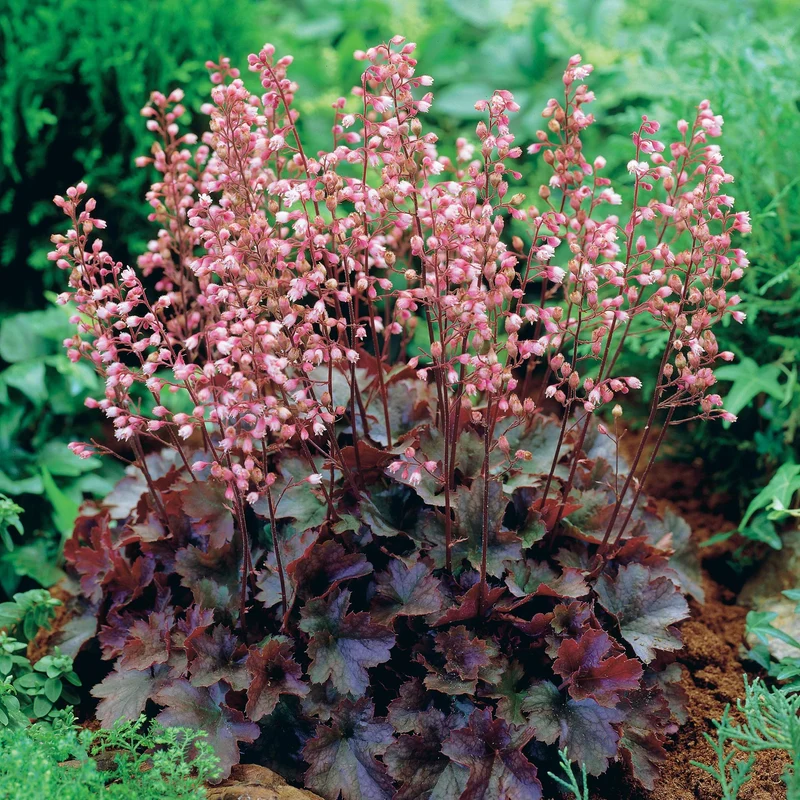 Heuchère Cassis