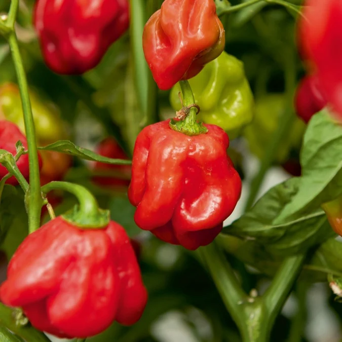 Piment Habanero