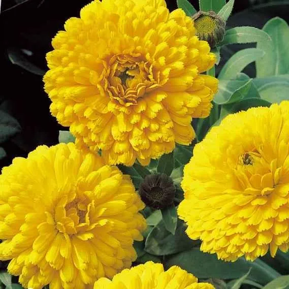 Souci double Golden Yellow